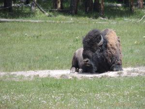 yellowstone-national-park2