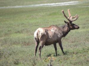 yellowstone-national-park3