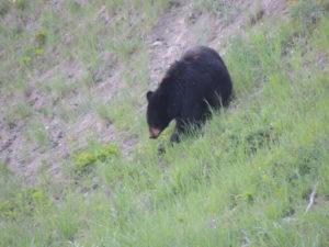 yellowstone-national-park5