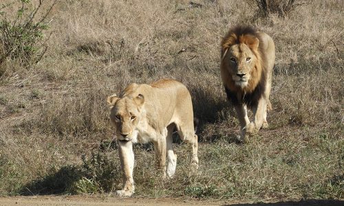 Kruger National Park: como fazer um safári na África do Sul